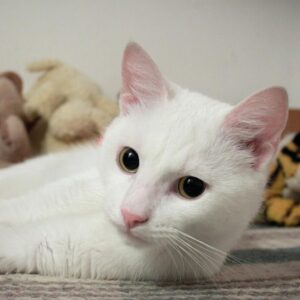 Cato busca familia