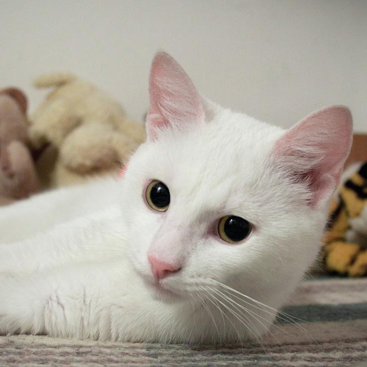 Cato busca familia