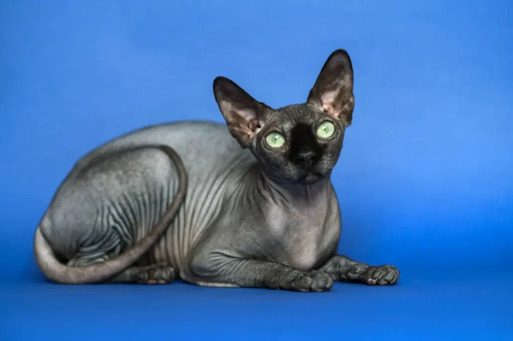Miau busca familia