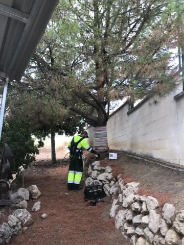 Rincón inicia la campaña anual para prevenir la procesionaria del pino