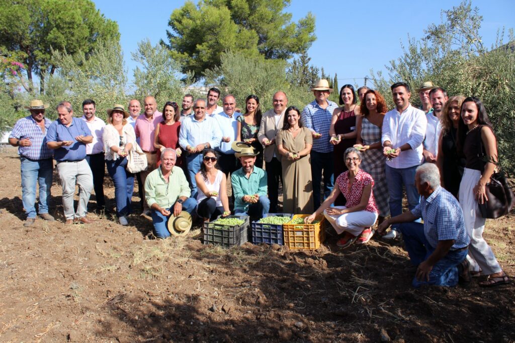 Alhaurín el Grande acoge el inicio de la campaña 26/27 de la DOP Aceituna Aloreña de Málaga