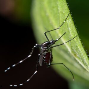 Alhaurín de la Torre entra en alerta por la detección de mosquitos con virus del Nilo